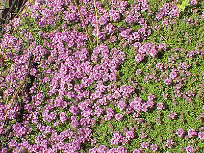 Thyme Serpolet #3