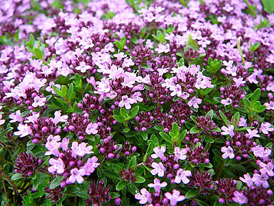 Thyme Serpolet #2