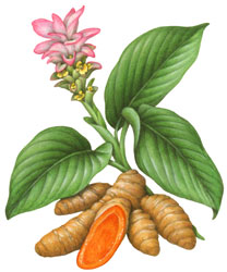 Turmeric CO2 Essential Oil #2