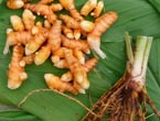 Turmeric CO2 Essential Oil