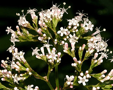 Valerian