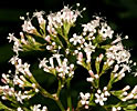 Valerian