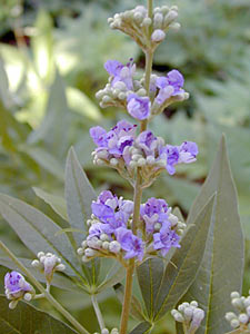 Vitex negundo Extract #2
