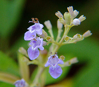 Vitex negundo Extract
