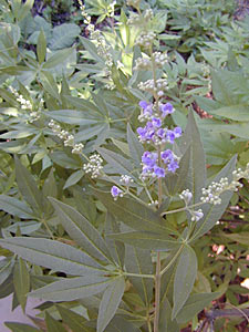 Vitex negundo Extract #4