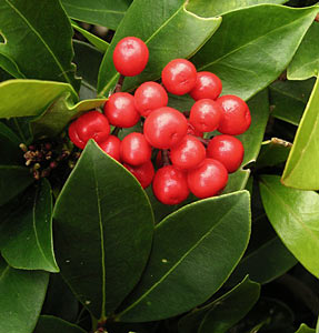 Wintergreen