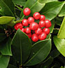 Wintergreen