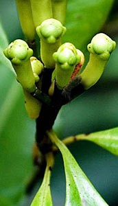 Clove Bud Select Organic #2