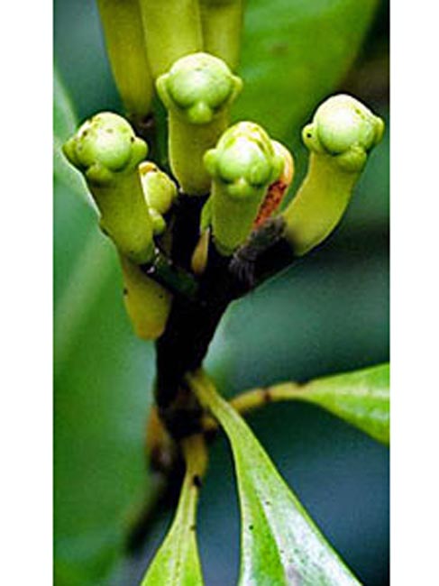 Clove Leaf Indonesian