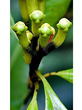 Clove Leaf Indonesian