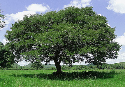 Copaiba Balsam #2