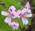 Geranium Select Pelargonium x asperum