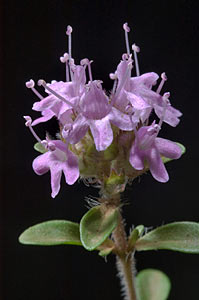 Thyme Serpolet