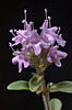 Thyme Serpolet